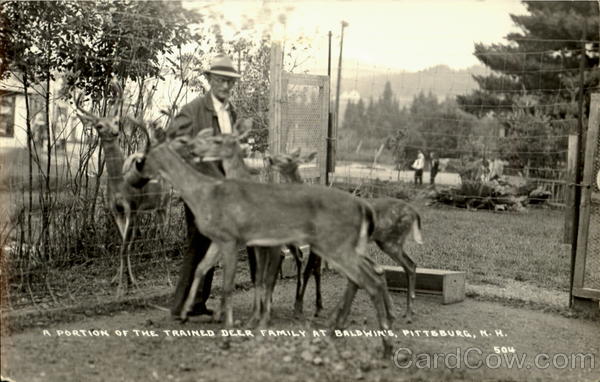 A Portion Of The Trained Deer Family, Baldwin Pittsburg New Hampshire