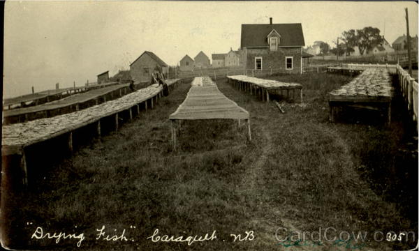 Drying Fish Baraquel NB Canada New Brunswick