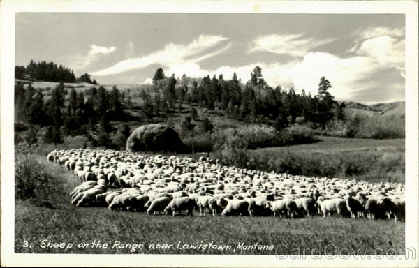 Sheep On The Range Lewistown Montana
