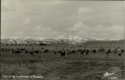 Cattle On The Range In Wyoming Postcard
