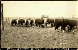 Brown County Cattle Postcard