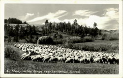 Sheep On The Range Lewistown, MT Postcard 