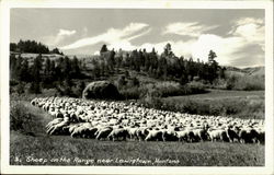 Sheep On The Range Lewistown, MT Postcard Postcard