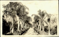 Row of Palms Postcard