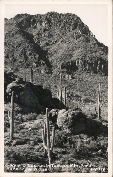 Saguaro Cactus in Tucson Mountain Park Arizona