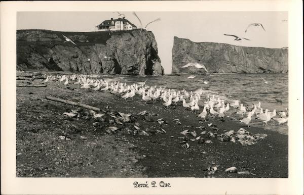 Sea Gulls on a Beach Percé QC Canada Quebec