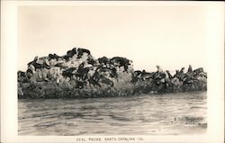 Seal Rocks Santa Catalina Island Postcard