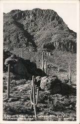 Saguaro Cactus in Tucson Mountain Park Postcard