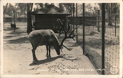 Reindeer at San Diego Zoo California Postcard Postcard Postcard