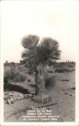 Yucca Palm, Noted for Its Stiff Dagger Like Leaves Cactus & Desert Plants Postcard Postcard Postcard