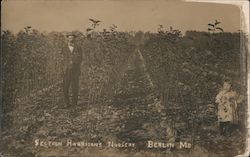 Section Harrison's Nursery Postcard