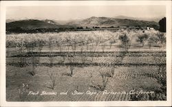 Fruit Blossoms and Snow Caps Porterville, CA Postcard Postcard Postcard