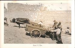 Cleaning Fish on the Beach, Percé Rock Postcard