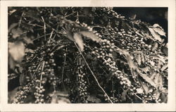 Kona Coffee Beans Postcard