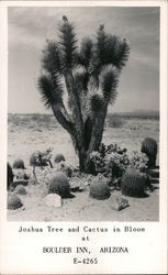 Joshua Tree and Cactus in Bloom, Boulder Inn Arizona Postcard Postcard Postcard