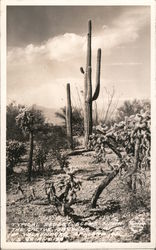 Typical Desert Scene near the Cactus Gardens Postcard