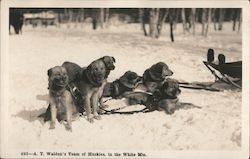 A.T. Walden's Team of Huskies, in the White Mountains New Hampshire Postcard Postcard Postcard