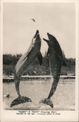 Dolphins "Mammy & Roxy" Playing Ball Theater of the Sea Postcard