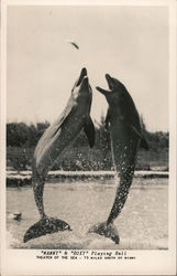 Dolphins "Mammy & Roxy" Playing Ball Theater of the Sea Islamorada, FL Postcard Postcard Postcard