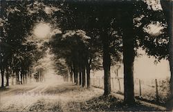 Rural Road Scene with Trees Postcard