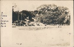 A Scene In Golden Gate Park - Rare View Postcard