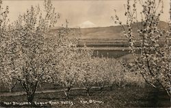 Pear Blossoms, Rogue River Valley Postcard