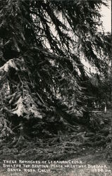 Lebanon Cedar Branches Over Resting Place of Luther Burbank Postcard