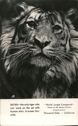 Satan--Working Tiger Postcard