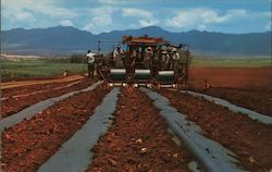 Planting Dole Pineapples Postcard