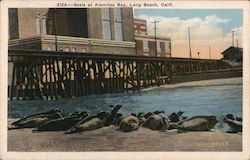 Seals at Alamitos Bay Long Beach, CA Postcard Postcard Postcard