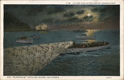 Flying Fish Attracted by Searchlight Postcard