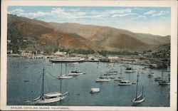 Catalina Island, California Postcard