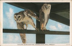 Monkey-Faced Owls - Catalina Island Bird Park Santa Catalina Island, CA Postcard Postcard Postcard