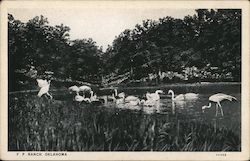 Birds on a Pond F.P. Ranch Bartlesville, OK Postcard Postcard Postcard