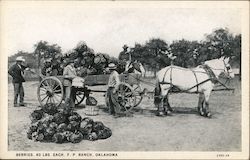 Berries 40 Lbs Each, Frank Phillips Ranch Postcard