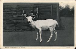 White Buck Deer - Frank Philips Ranch Bartlesville, OK Postcard Postcard Postcard