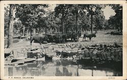 Buffalo Herd, Frank Phillips Ranch Postcard