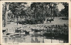 Buffalo Herd, Frank Phillips Ranch Bartlesville, OK Postcard Postcard Postcard