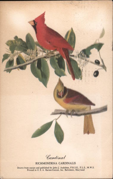Cardinal Richmondena Cardinalis Birds