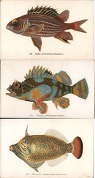 Lot of 3: Hawaiian Fishes Postcard