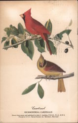 Cardinal Richmondena Cardinalis Birds Postcard Postcard Postcard