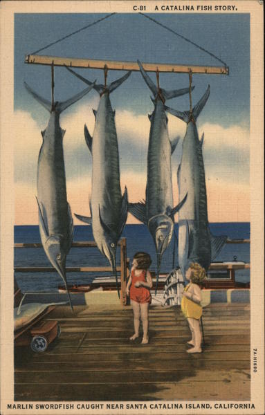 Marlin Swordfish Caught Near Santa Catalina Island Avalon California