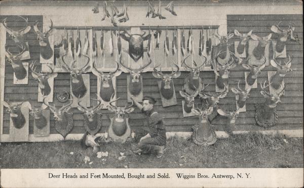 Deer Heads and Feet Mounted, Bought and Sold, Wiggins Bros. Antwerp New York