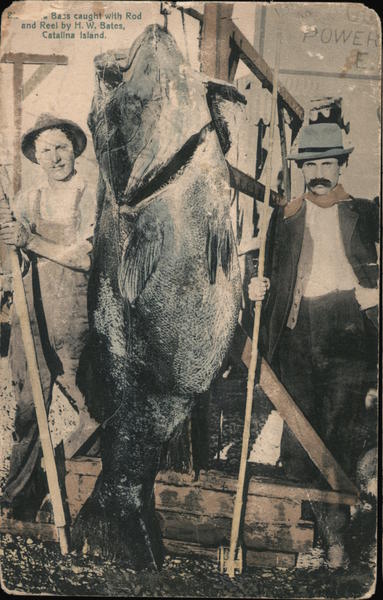 Bass Caught with Rod and Reel by H.W. Bates Santa Catalina Island California