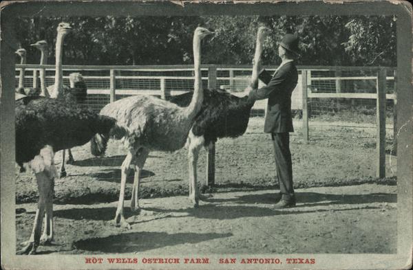 Hot Wells Ostrich Farm San Antonio Texas
