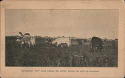 Louisiana "Fat" land makes fat cattle winter as well as summer Postcard