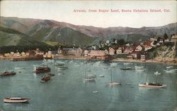 Avalon, From Sugar Loaf, Santa Catalina Island Postcard
