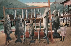 Fish in Variety, Avalon Postcard