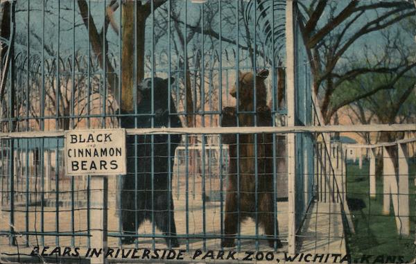 Black and Cinnamon Bears in Riverside Park Zoo Wichita Kansas