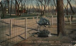Ostriches In Riverside Park Zoo Postcard